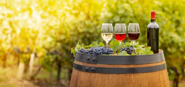 Despejando Vinho Tinto Copo Barrel Livre Bordeaux Vineyard França — Fotografia de Stock