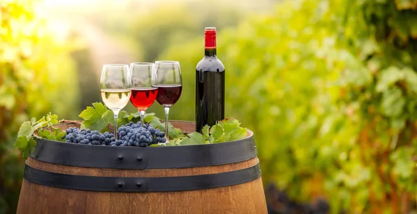 Despejando Vinho Tinto Copo Barrel Livre Bordeaux Vineyard França — Fotografia de Stock