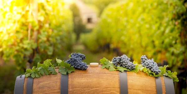 Versare Vino Rosso Nel Bicchiere Barile Outdoor Bordeaux Vineyard Francia — Foto Stock