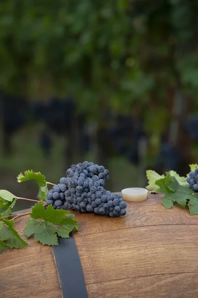 Despejando vinho tinto no copo, barril ao ar livre em Bordeaux Vineyard — Fotografia de Stock