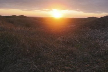 Günbatımı kırsal çiçek sahada. doğal yaz arka plan, Fransa