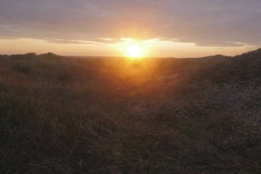 Günbatımı kırsal çiçek sahada. doğal yaz arka plan, Fransa