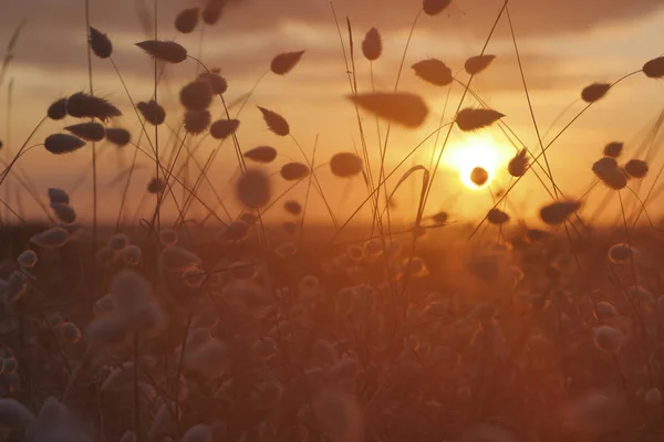 Деревенское Цветочное Поле Закате Природный Летний Фон Франция — стоковое фото