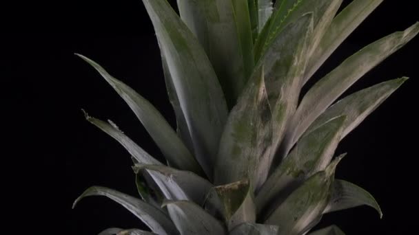 Ananas fresco filatura su sfondo nero — Video Stock