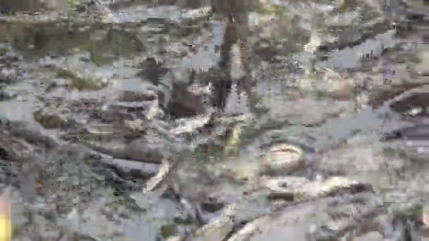 Phi Phi Island, Krabi, Thaïlande, poissons nageant sous l'eau 