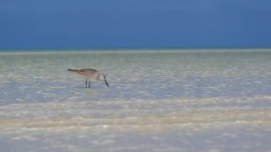 Güzel kumsalı, Holbox, Meksika