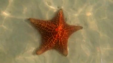 Tropik sulardaki kırmızı deniz yıldızı sualtı video