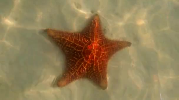 Vídeo subaquático de estrelas-do-mar vermelhas em águas tropicais — Vídeo de Stock