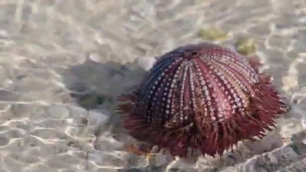 Sea urchin na piasku, Meksyk — Wideo stockowe