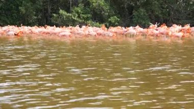 Grup pembe flamingolar, flamingolar, Celestun biyosfer rezerv, Yucatan