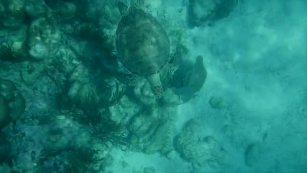 Tortue de mer nageant dans les récifs coralliens de la mer des Caraïbes, Riviera Maya — Video