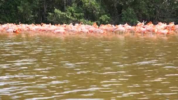 Groupe de flamants roses, Flamants roses à Celestun Biosphere Reserve, Yucatan 