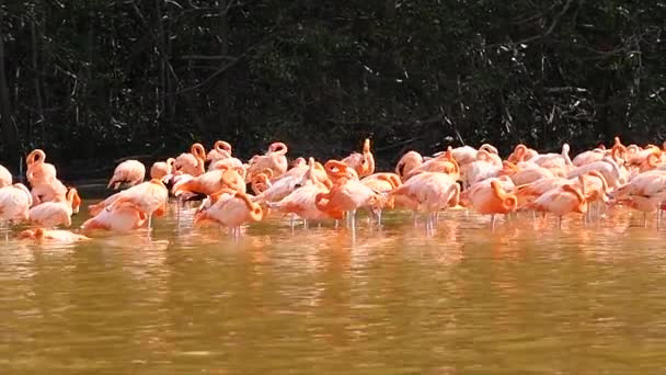 Skupina růžových plameňáků, plameňáků v Celestun biosférické rezervace, Yucatan — Stock video