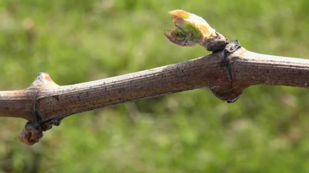 Vineyard, yeni büyüme, üzüm bağından dışarı tomurcuklanan, Bordo Vineyard — Stok video