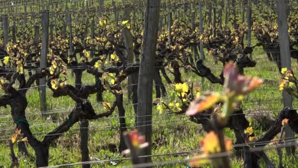 Vineyard, yeni büyüme, üzüm bağından dışarı tomurcuklanan, Bordo Vineyard — Stok video