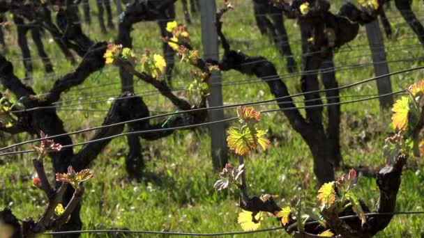 Szőlőültetvény, új növekedés a szőlőtől (Bordeaux Vineyard) — Stock videók