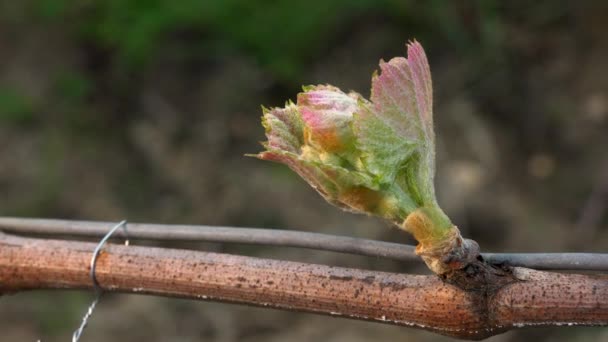 Vineyard, New growth budding out from grapevine, Bordeaux Vineyard — Stock Video