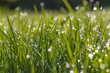 su damlaları ile bulanık çim arka plan