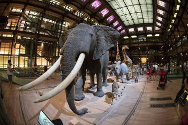 Paris, Fransa - 14 Ağustos 2019 Doğa Tarihi Müzesi, Büyük