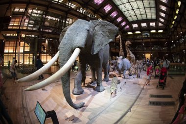 Paris, Fransa - 14 Ağustos 2019 Doğa Tarihi Müzesi, Büyük