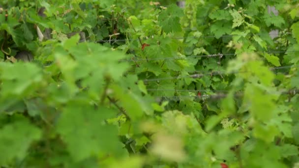 Tanque de vino de acero inoxidable en la bodega del viñedo de Burdeos, Los tanques a lo largo de la viña . — Vídeo de stock