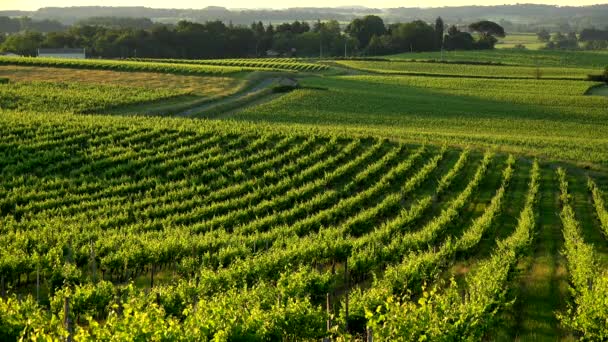 Sonnenuntergang Landschaft Bordeaux Weinberg Frankreich, Europa Natur — Stockvideo