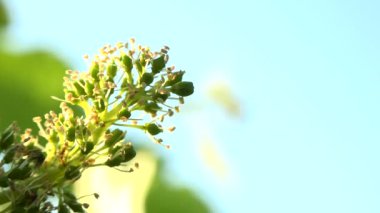 Bordeaux üzüm bağı, çiçek açmış genç üzüm demetleri, Makro.