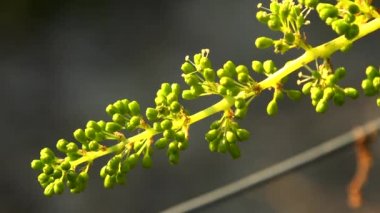 Bordeaux üzüm bağı, çiçek açmış genç üzüm demetleri, Makro.