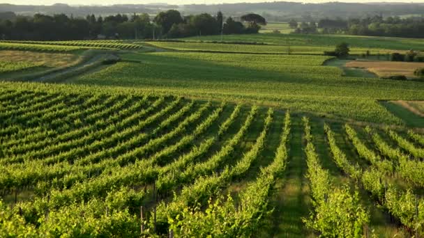 Sonnenuntergang Landschaft Bordeaux Weinberg Frankreich, Europa Natur — Stockvideo