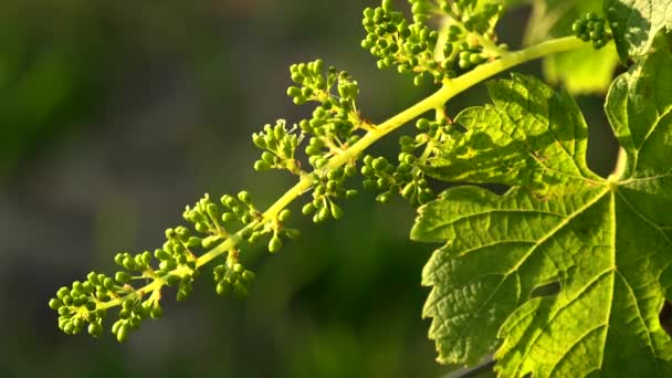 Bordeaux üzüm bağı, çiçek açmış genç üzüm demetleri, Makro. — Stok video