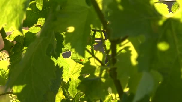 Winnica Bordeaux, Kwitnące młode grona winogron, Makro — Wideo stockowe
