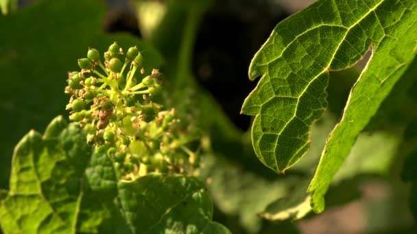 Виноградник Бордо, Молодые гроздья винограда в цвету, Макро — стоковое видео