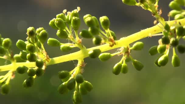 Winnica Bordeaux, Kwitnące młode grona winogron, Makro — Wideo stockowe