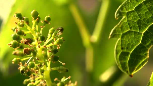 Vignoble bordelais, Jeunes grappes de raisins en fleurs, Macro — Video