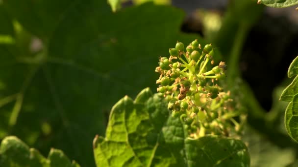 Bordeaux vineyard, Young bunches of grapes in bloom, Macro — Stock Video