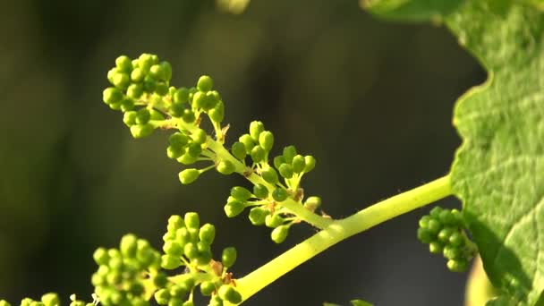 Bordeaux üzüm bağı, çiçek açmış genç üzüm demetleri, Makro. — Stok video