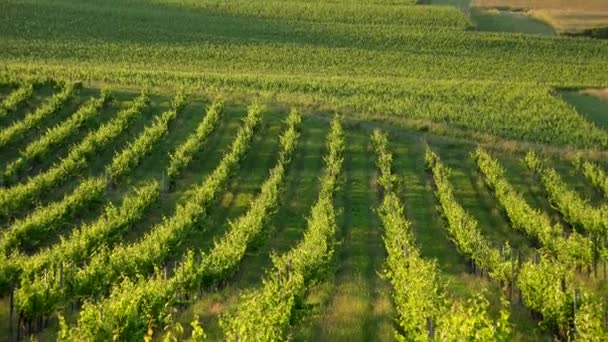 Zachód słońca krajobraz bordeaux winnica Francja, Europa Natura — Wideo stockowe