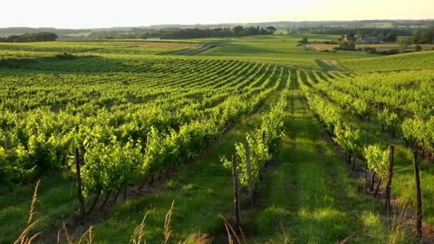 Günbatımı manzara Bordeaux şarap bağı Fransa, Avrupa Doğa — Stok video