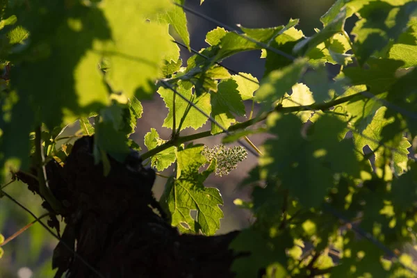 Bordeaux wijngaard, Jonge trossen druiven in bloei, Macro — Stockfoto