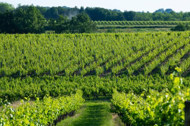 Günbatımı manzara Bordeaux şarap bağı Fransa, Avrupa Doğa