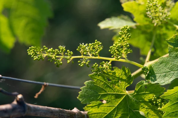 Vinha de Bordéus, Jovens cachos de uvas em flor, Macro — Fotografia de Stock