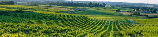 Tramonto paesaggio bordeaux vigneto Francia, Europa Natura — Foto Stock