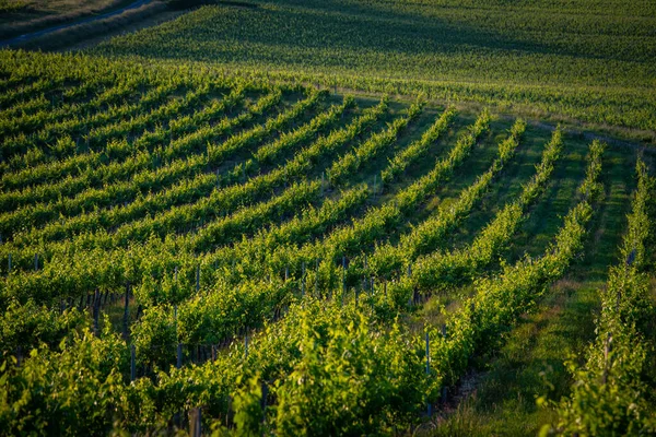 Západ slunce krajina bordeaux vinice Francie, Evropa Příroda — Stock fotografie
