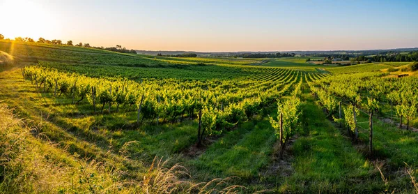 Zachód słońca krajobraz bordeaux winnica Francja, Europa Natura — Zdjęcie stockowe