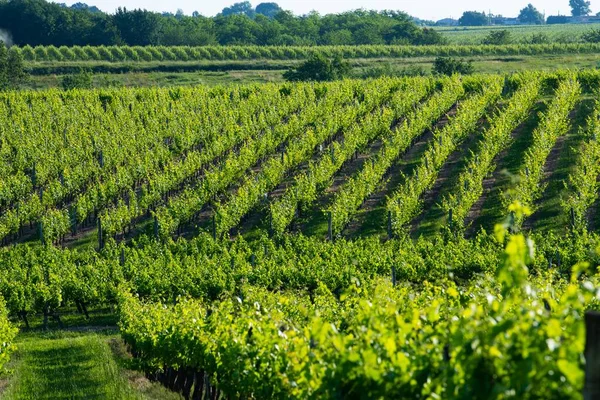 Zonsondergang landschap bordeaux wijngaard frankrijk, Europa Natuur — Stockfoto