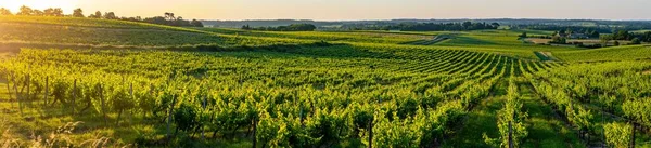 Sonnenuntergang Landschaft Bordeaux Weinberg Frankreich, Europa Natur — Stockfoto