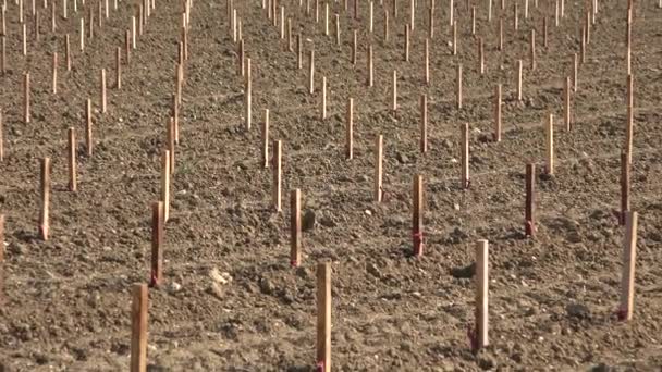 FRANÇA, JUNHO 03. 2020, VINHO PLANTING SITE COM TRATADOR ORIENTADO LASER,, BORDEAUX VINEYARD — Vídeo de Stock