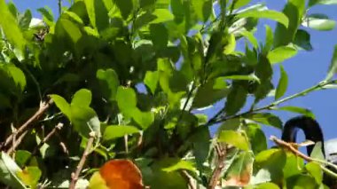 El Adam bahçıvanı bir çit kesti.