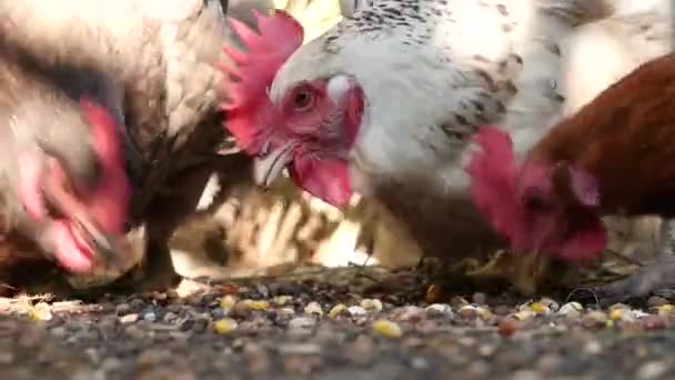 Lebendige rote Henne pickt Getreide weg — Stockvideo