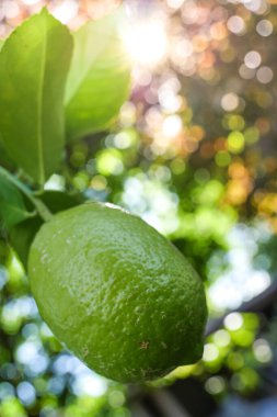 Taze limonlu ve yeşil yapraklı limon ağaçları